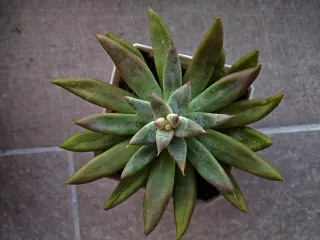 Pianta grassa Echeveria12cm