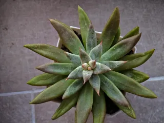 Pianta grassa Echeveria12cm