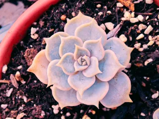 Echeveria Pianta Succulenta Mix