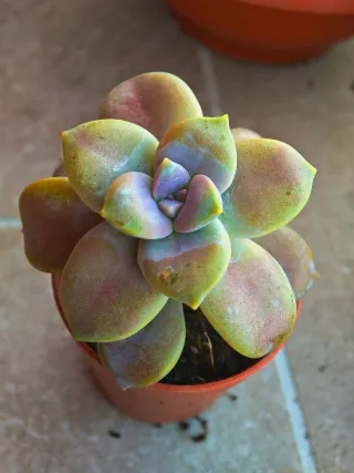 Echeveria Pianta Succulenta Mix