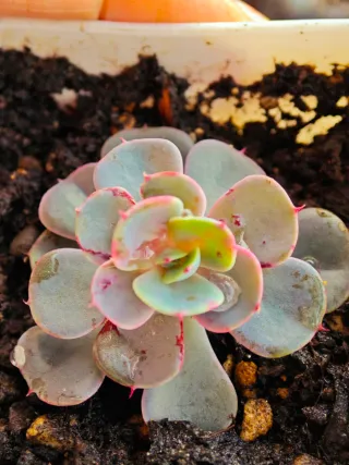 Echeveria Pianta Succulenta Mix