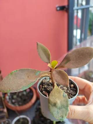 Echeveria Pianta Succulenta Mix