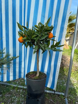 4 piante di agrumi misti