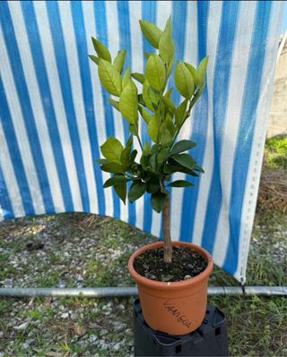 4 piante di agrumi misti