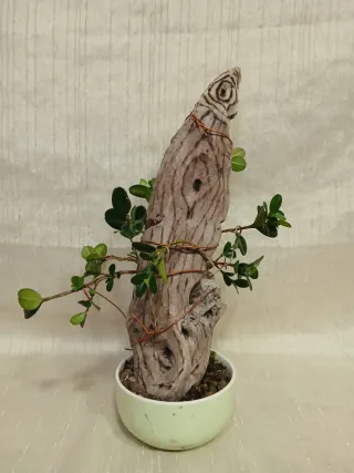 Bonsai tanuki de mirto o boj de 22 cm.