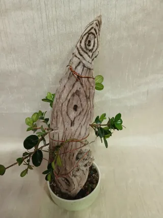 Bonsai tanuki de mirto o boj de 22 cm.