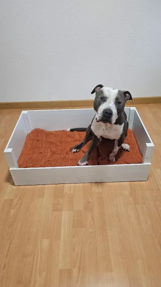 Cama de madera para perros