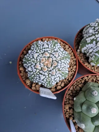 3 Cactus astrophytum en Maceta