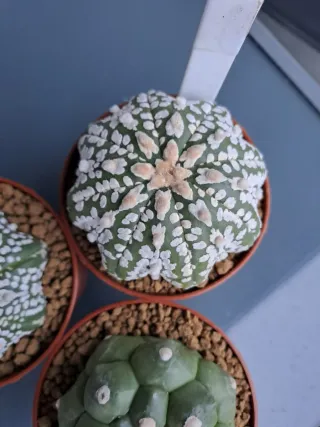 3 Cactus astrophytum en Maceta