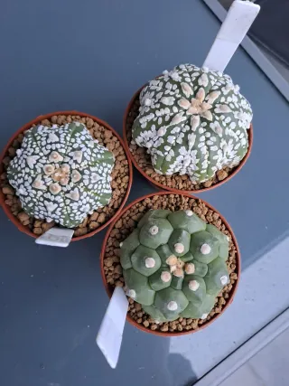 3 Cactus astrophytum en Maceta