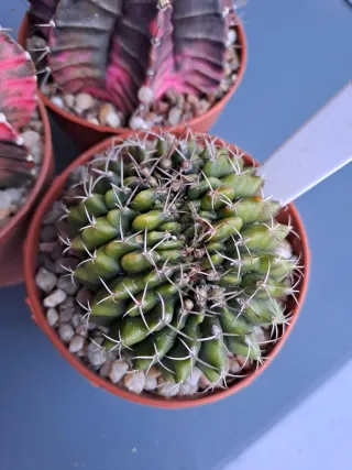 3 Cactus Gymnocalycium variegados
