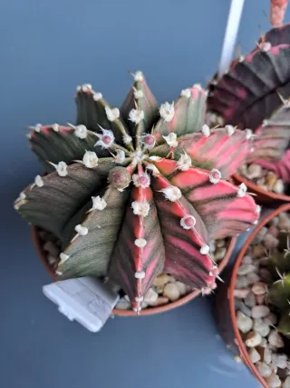 3 Cactus Gymnocalycium variegados