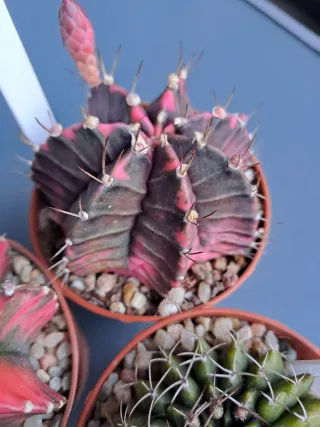 3 Cactus Gymnocalycium variegados