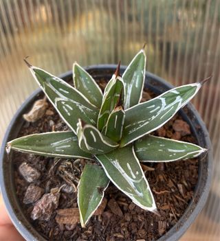 Cactus succulenta Agave reginae victoria