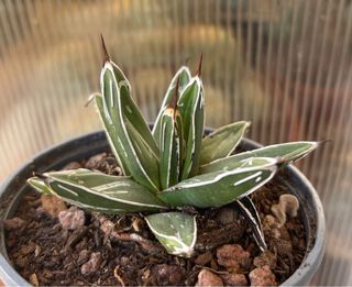 Cactus succulenta Agave reginae victoria