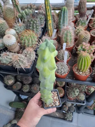 2 Cactus exótico en maceta