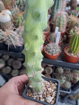 2 Cactus exótico en maceta