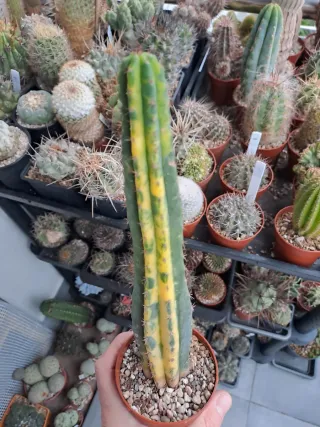 2 Cactus exótico en maceta