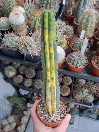 2 Cactus exótico en maceta