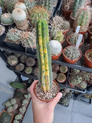 2 Cactus exótico en maceta