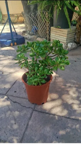 Plantas de exterior pack