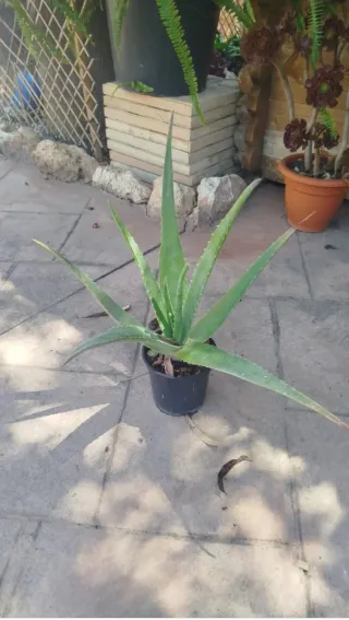 Plantas de exterior pack