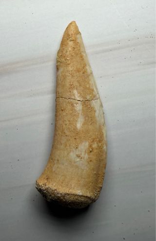 Colmillo Fósil Pez Sable (Enchodus) Real