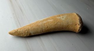 Colmillo Fósil Pez Sable (Enchodus) Real