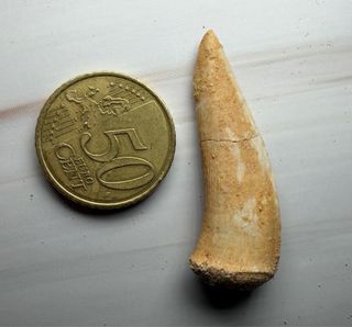 Colmillo Fósil Pez Sable (Enchodus) Real