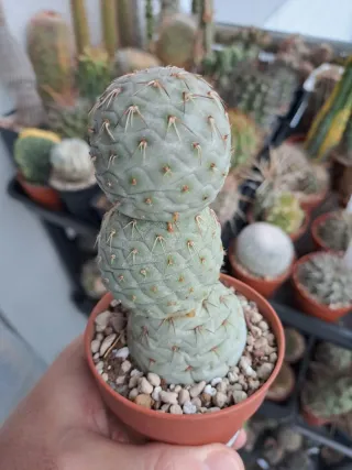 Cactus 2x tephrocactus geometricus