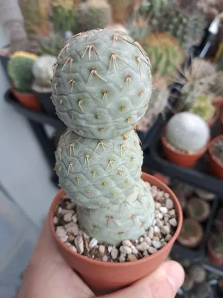 Cactus 2x tephrocactus geometricus