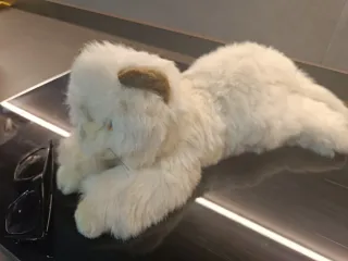 Peluche assortiti dai €10 ai €20 l'uno