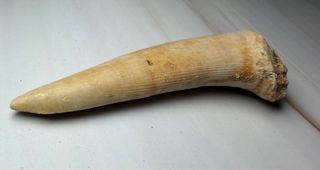 Fosil Colmillo Pez Sable (Enchodus)
