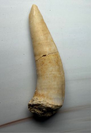 Fosil Colmillo Pez Sable (Enchodus)