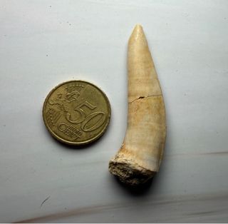 Fosil Colmillo Pez Sable (Enchodus)