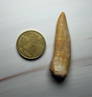 Colmillo Fósil Pez Sable (Enchodus) Real