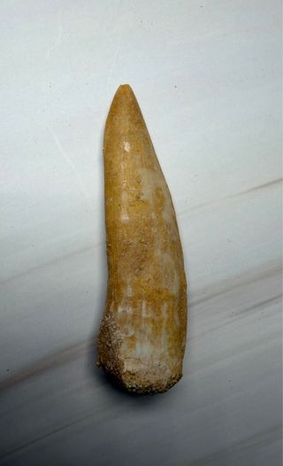 Colmillo Fósil Pez Sable (Enchodus) Real