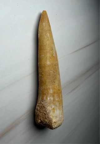 Colmillo Fósil Pez Sable (Enchodus) Real