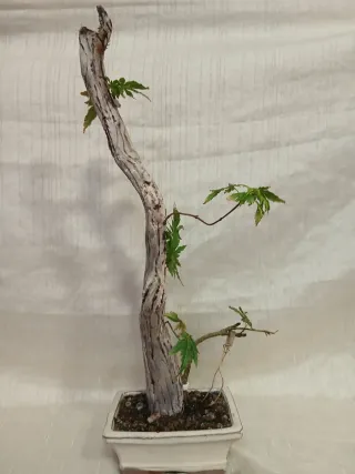 Bonsai tanuki arce palmatum de 37 cm.