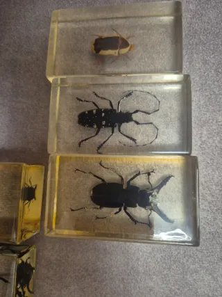 Colección de insectos en resina.  Precio unidad