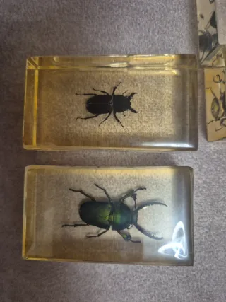 Colección de insectos en resina.  Precio unidad