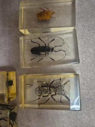 Colección de insectos en resina.  Precio unidad