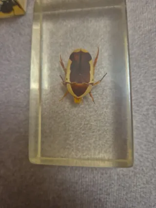 Colección de insectos en resina.  Precio unidad