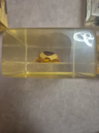 Colección de insectos en resina.  Precio unidad