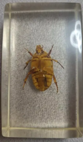 Colección de insectos en resina.  Precio unidad