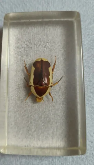 Colección de insectos en resina.  Precio unidad