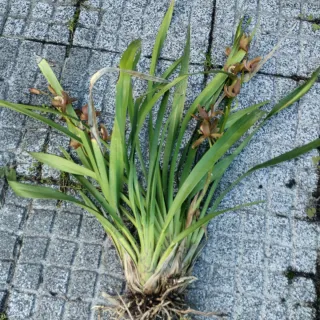 Orquídeas Muda de planta castanha selvagem com 1 o