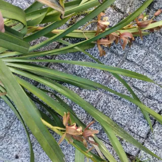 Orquídeas Muda de planta castanha selvagem com 1 o