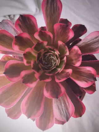 Aeonium Pink King Kong variegado. Importado. Hijos