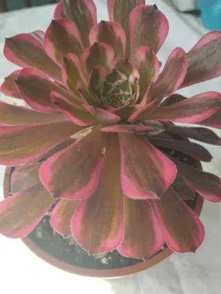 Aeonium Pink King Kong variegado. Importado. Hijos